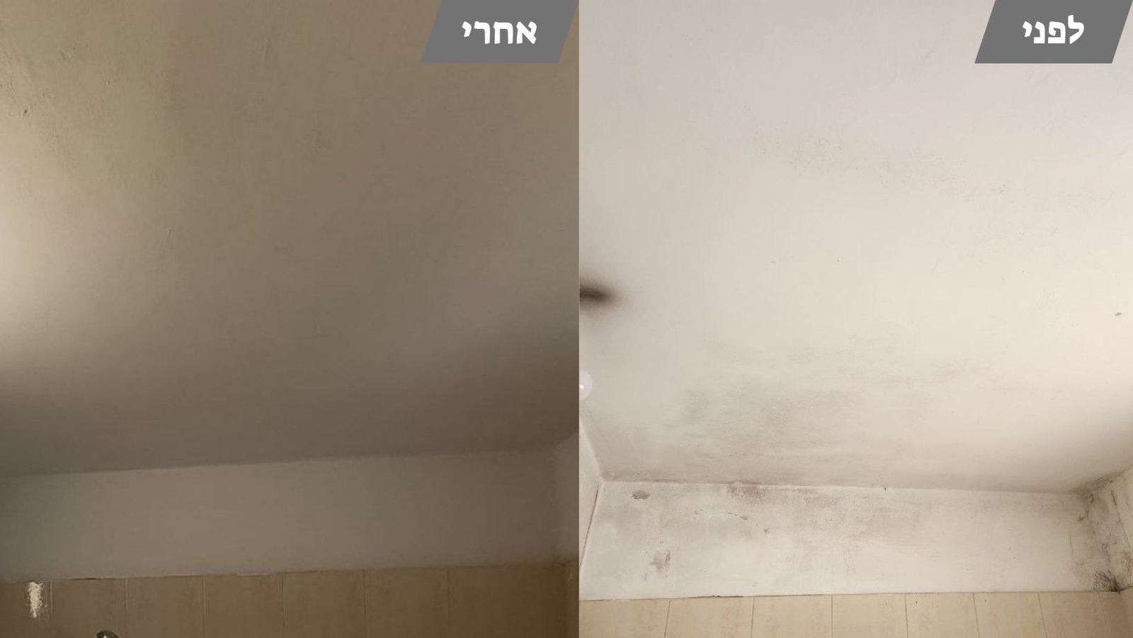 צבע נגד עובש